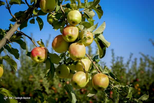 تصویر 1 از فروش ویژه ماهی سالمون صادراتی
